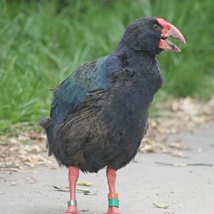 Takahe (Porphyrio hochstetteri) calling