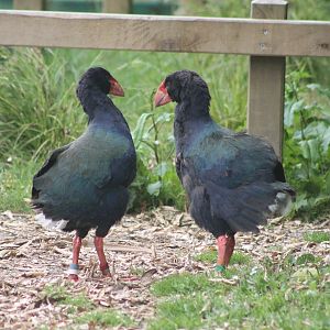 Takahe (Porphyrio hochstetteri) squabbling
