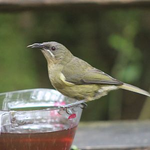 Juvenile NZ Bellbird (Anthornis melanura)