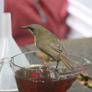 Juvenile NZ Bellbird (Anthornis melanura)