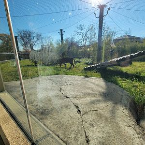 Akron Zoo - Sumatran tiger exhibit