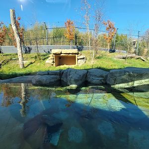Akron Zoo - Sumatran tiger second exhibit