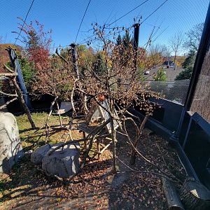 Akron Zoo - Red pandas