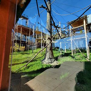 Akron Zoo - White-cheeked gibbon exhibit