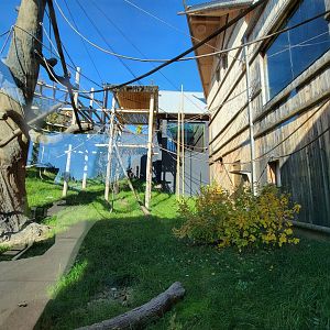 Akron Zoo - White-cheeked gibbon exhibit