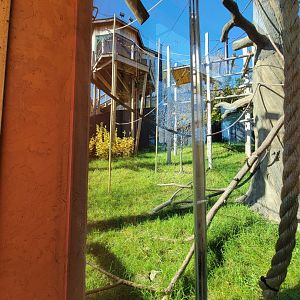 Akron Zoo - White-cheeked gibbon exhibit