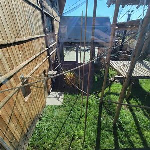 Akron Zoo - White-cheeked gibbon exhibit