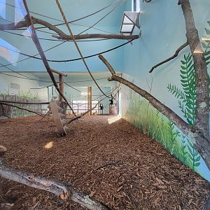 Akron Zoo - White-cheeked gibbon exhibit, upper indoor area