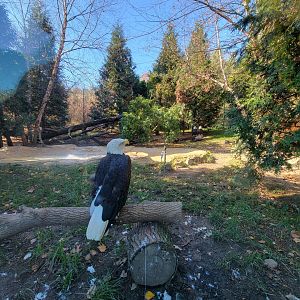 Akron Zoo - Bald eagles