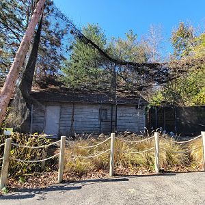 Akron Zoo - Snowy owls