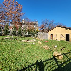 Akron Zoo - Speke's gazelles, white storks, crested guineafowl