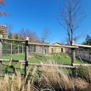 Akron Zoo - Far viewing for Speke's gazelles, white storks, crested guineafowl