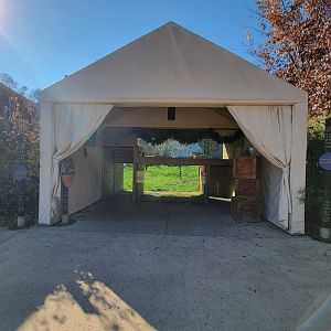 Akron Zoo - Unusual lion viewing