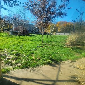 Akron Zoo - View from low windows in lion viewing tent
