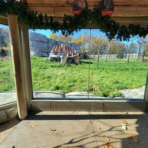 Akron Zoo - Main lion viewing
