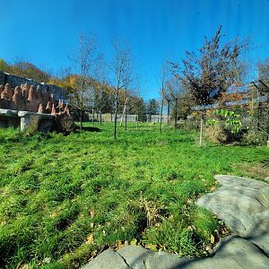 Akron Zoo - Lion exhibit, Mandisa and Tamarr out