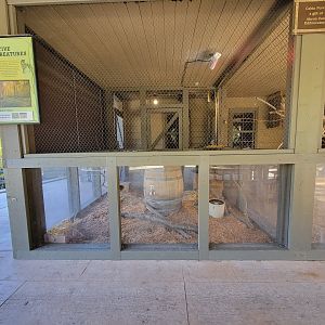 Akron Zoo Rotational exhibit, northern bobwhite