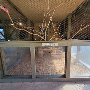 Akron Zoo - Eastern screech owl