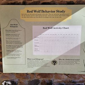 Akron Zoo - Red wolf behavior study sign