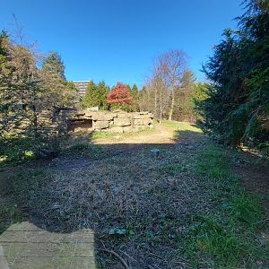 Akron Zoo - Red wolf viewing
