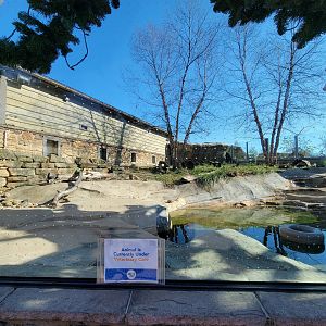 Akron Zoo - North American river otter exhibit