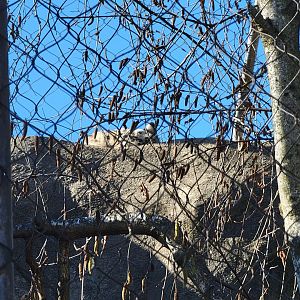 Akron Zoo - Snow leopard hiding