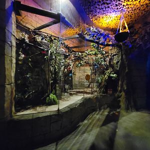 Akron Zoo - Pygmy slow loris exhibit