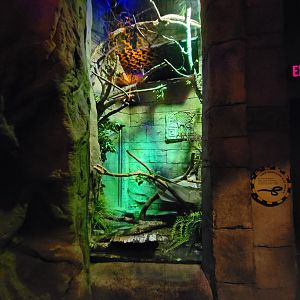 Akron Zoo - Cave-dwelling rat snake exhibit