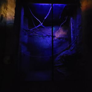 Akron Zoo - Straw-colored fruit bats