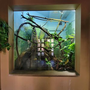 Akron Zoo - Madagascar building, green tree python