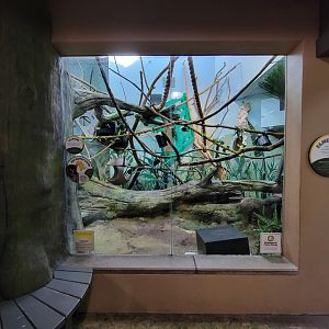 Akron Zoo - Madagascar building, red ruffed lemurs