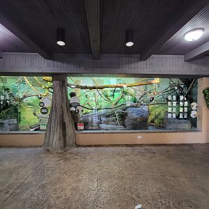 Akron Zoo - Madagascar building, mongoose lemurs and a ringtail lemur