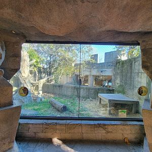 Akron Zoo - Jaguar exhibit, with predator/prey set-up with Patagonian mara