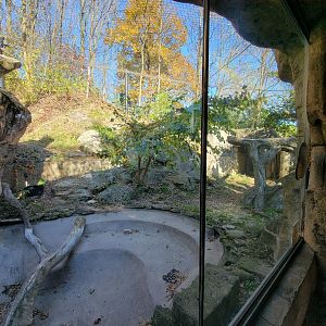 Akron Zoo - Jaguar exhibit, with the cat up high roaring