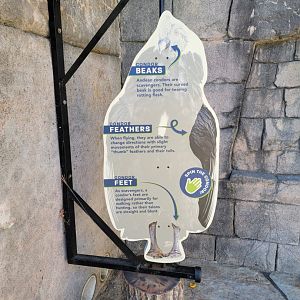 Akron Zoo - Andean condor sign