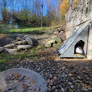 Akron Zoo - Andean condor exhibit