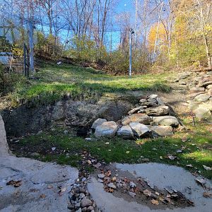 Akron Zoo - Andean condor exhibit