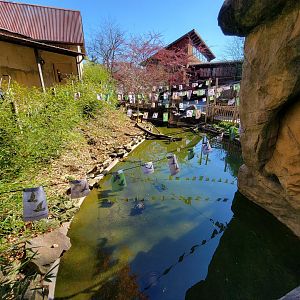 Akron Zoo - Duck pond