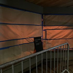 Tropic Zone - Construction on Seba’s Short-Tailed Bat/Cuvier’s Dwarf Caiman Exhibit