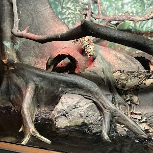 Tropic Zone - Dumeril’s Ground Boa Exhibit