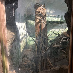 Tropic Zone - Black & White Ruffed Lemur Exhibit