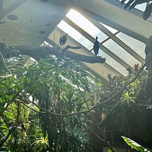 Tropic Zone - Aviary