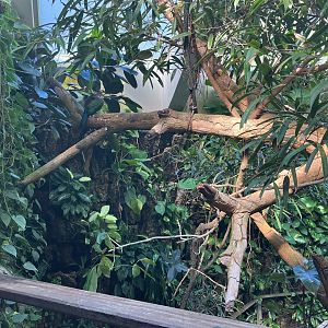 Tropic Zone - Aviary