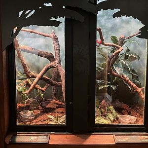 Tropic Zone - Solomon Islands Skink & Rainbow Boa/Smokey Jungle Frog Terrariums