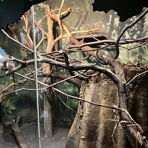 Tropic Zone - Cotton Topped Tamarin Exhibit