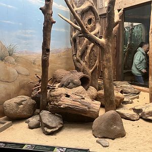Tropic Zone - Banded Mongoose Exhibit