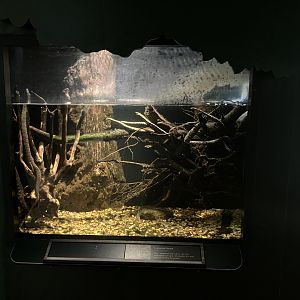 Tropic Zone - Tentacled Snake Terrarium