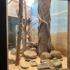 Tropic Zone - Banded Mongoose Exhibit