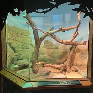 Tropic Zone - Gila Monster/Common Chuckwalla Exhibit