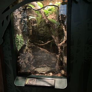 Tropic Zone - Amazon Milk Frog Terrarium